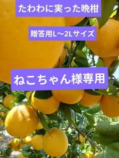 熊本県産 河内晩柑 大玉3L〜4L 総重量込9Kg リピート割引きり - メルカリ