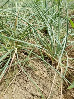 朝掘りらっきょう10キロ 根土付き育成栽培中農薬不使用 | Mercari