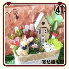 42 箱庭キット✿多肉寄せ植えセット - メルカリ