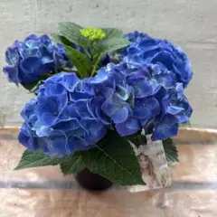 可愛い‼️アジサイふるふる♡4号♡２色セット♡メルカリ便 □ポットごと♡ディープパープル♡4号♡パープル秋色アジサイ