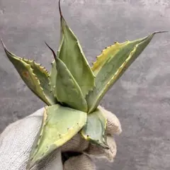 2025年最新】オバティフォリア オルカの人気アイテム - メルカリ