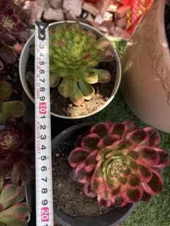 アエオニウム　2種セット