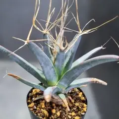カウツキーハイブリッドパープル(tillandsia、チランジア、エア