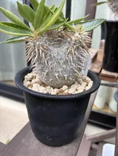 Platycerium. bifurcatum 'Splendens' 大株 - メルカリ