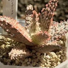 2025年最新】アロエHYBの人気アイテム - メルカリ