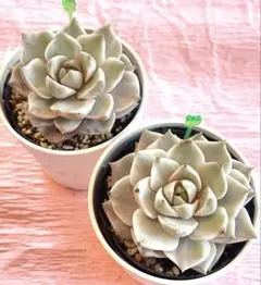 PPP様 リクエスト 2点 まとめ商品