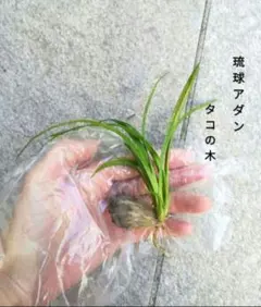 2025年最新】タコの葉の人気アイテム - メルカリ