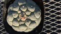 2026年最新】銀冠玉の人気アイテム - メルカリ