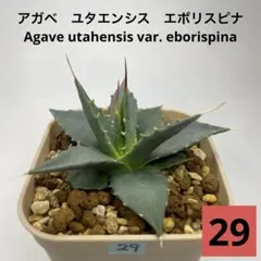 抜き苗 2株セット アガベ エボリスピナ&ネバデンシス ユタエンシス 第