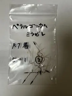ペラルゴニウム ミラビレ 種子5+1 ②のサムネイル