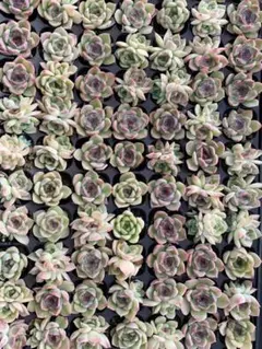 Top【選抜株】多肉植物 25886ホワイトフェニックス 16個 鉢無し/脱土