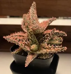 ◾️アロエ TCTハイブリッドBlue Boy【子株】3ヶ根付きメルカリ便送料込み 2025年最新】アロエハイブリッド 青肌の人気アイテム - メルカリ