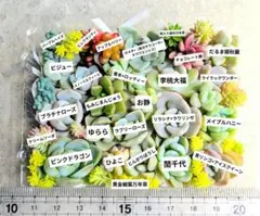2026年最新】ぼのぼの苗の人気アイテム - メルカリ