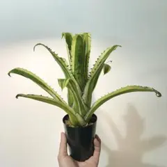 2025年最新】ホヘンベルギア カーラの人気アイテム - メルカリ