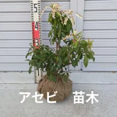 nishikiyakko様 リクエスト 2点 まとめ商品