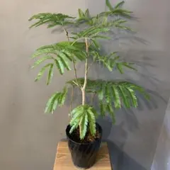 2025年最新】エバーフレッシュ大型の人気アイテム - メルカリ