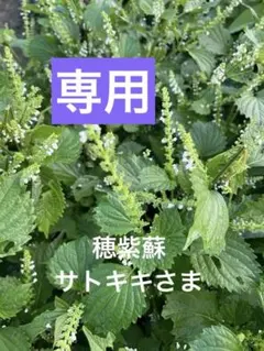 サトキキさま　新鮮 穂紫蘇　実　軸付き