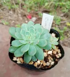 KEN  月曜日発送様 リクエスト 2点 まとめ商品