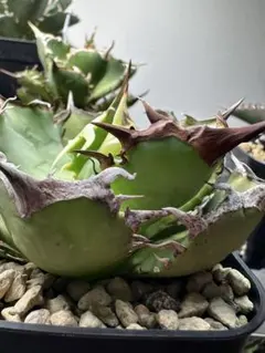 ホワイトホーク　アガベ 緑色 鋭い棘 四角形鉢　インドネシア産 2025年最新】ホワイトホーク アガベの人気アイテム - メルカリ