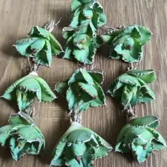 02 多肉植物アガベ チタノタ オアハカ オテロイ 実生優良 胴切子株