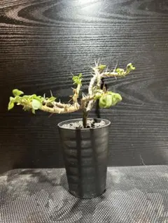 【高品質】　極上株　現地株　サルコカウロン　カンデボエンシス 高品質】 極上株 現地株 サルコカウロン カンデボエンシス - メルカリ