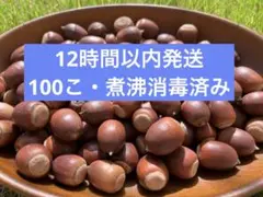 【12時間以内発送】クヌギどんぐり 100個