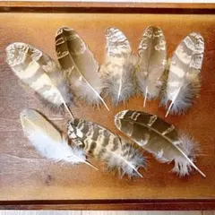フクロウの羽 8枚 ミミズク