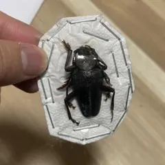 2025年最新】カミキリ 昆虫標本の人気アイテム - メルカリ