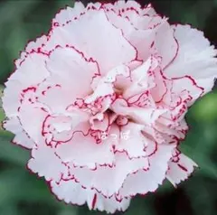 花の種 香る♡ふちどりカーネーション ベニグナ 20粒 宿根草