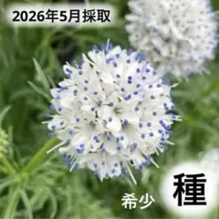 大人気♪ 珍しい花の種♪ ギリア カピタータ クリアラストブルー 種60粒以上のサムネイル