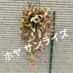 ホヤ レツーサ 超ボリューム株 吊り鉢 - メルカリ