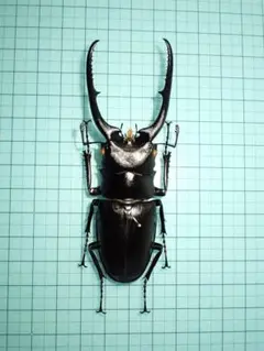 ★超貴重★イヘヤノコギリクワガタ特大標本セット 超貴重イヘヤノコギリクワガタ特大標本セット M <1110z昆虫標本