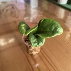 ジンたろ様 リクエスト 3点 まとめ商品