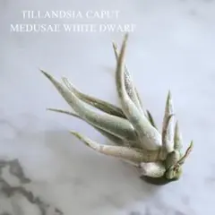 し*ん様 Tillandsia caput-medusae 'Sonoran S - メルカリ