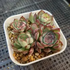 香織様 リクエスト 2点 まとめ商品