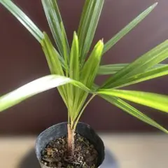 2026年最新】トウジュロの人気アイテム - メルカリ