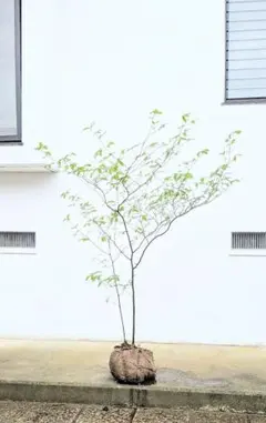 2026年最新】クロモジ 山採りの人気アイテム - メルカリ