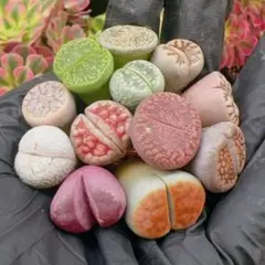 いちご様 リクエスト 3点 まとめ商品