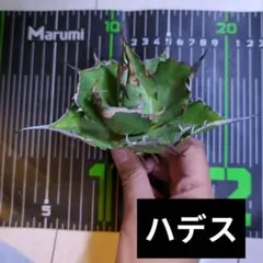 たかちゃん様 リクエスト 2点 まとめ商品