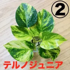 ポトス　テルノジュニア　② テルノシリーズ　斑入り　美株のサムネイル