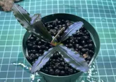 ブセファランドラ sp.Red spatha daerah sekadau - メルカリ