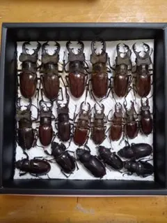 2026年最新】クワガタ 標本の人気アイテム - メルカリ