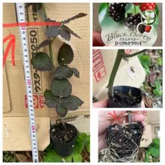 f茎太め苗　ポットごと発送　ブラックベリートリプルクラウン　 取り木苗トゲ無し