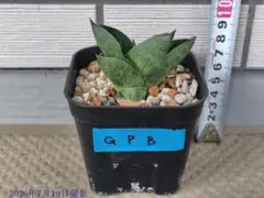 サンスベリア Sansevieria Green peach A - メルカリ