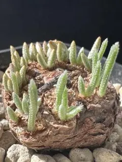 2026年最新】AVONIAの人気アイテム - メルカリ