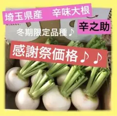 ♪感謝祭♪【埼玉県産】辛味大根『辛之助』パケプラス発送