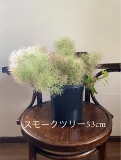 スモークツリー グリーンファー 6号寸 80cm程度 - メルカリ
