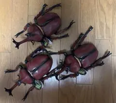 昆虫標本 ウガンダ　ウガンデンシス　4匹セット 昆虫標本 ウガンダ ウガンデンシス 4匹セット - メルカリ