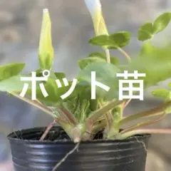 2025年最新】Oxalisの人気アイテム - メルカリ