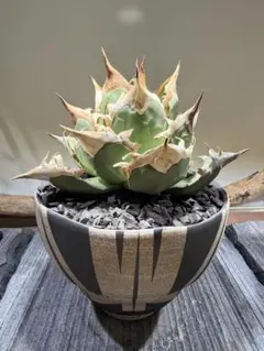 2026年最新】オアハカ 現地球の人気アイテム - メルカリ